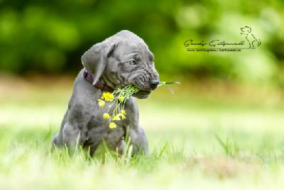 Polly von der Wolfshhle