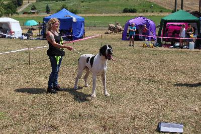 Ch Lord vun den Schmussidogs