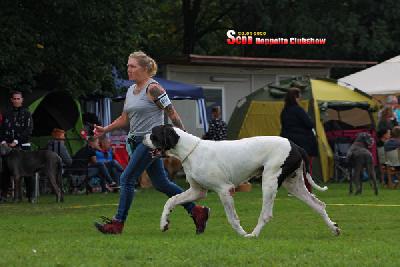 Ch Lord vun den Schmussidogs