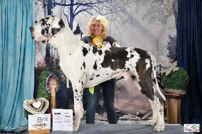 Ch Lee vun den Schmussidogs