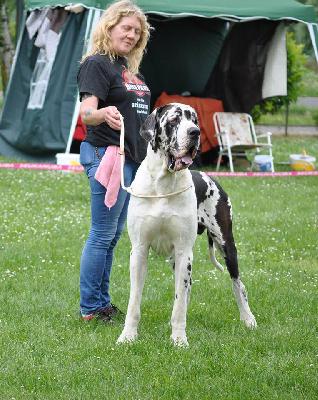 Ch Lee vun den Schmussidogs