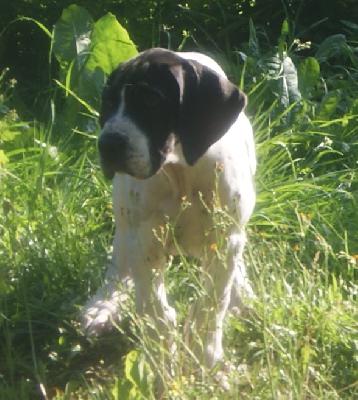 Black Heart vom Elfenbaum