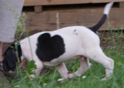 Black Heart vom Elfenbaum