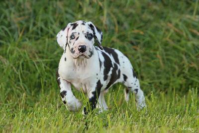 Panasonic Vom Waldfrieden