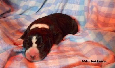 Pinsel Vom Waldfrieden