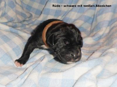 Paris Vom Waldfrieden