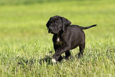 Paris Vom Waldfrieden