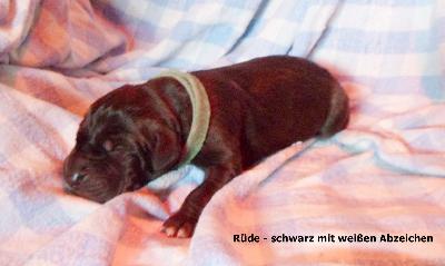 Pawel Vom Waldfrieden