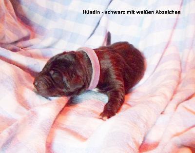 Pampelmuse Vom Waldfrieden