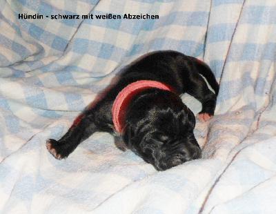 Peaches Vom Waldfrieden