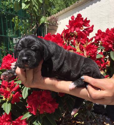 Xasandra Von Schlesien