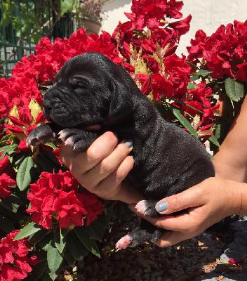 Xanette Von Schlesien