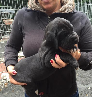 Xanette Von Schlesien