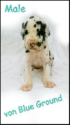 Amore Mio Von Blue Ground