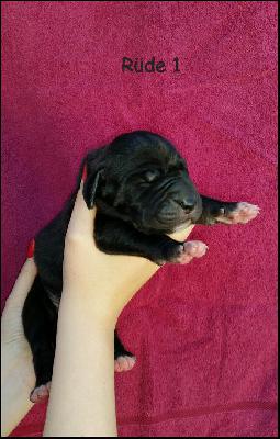 Aventador Von Blue Ground