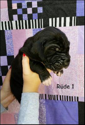 Aventador Von Blue Ground