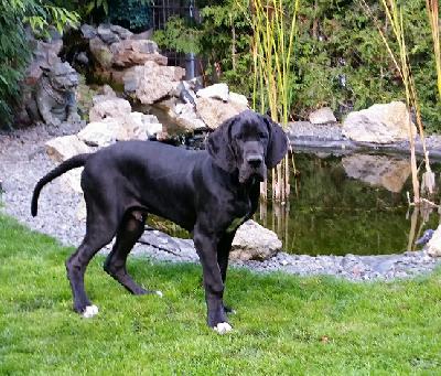 Aventador Von Blue Ground