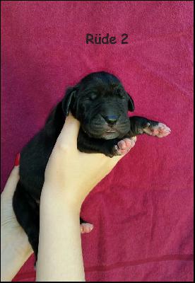 Adriano Von Blue Ground