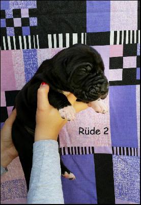 Adriano Von Blue Ground