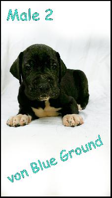 Adriano Von Blue Ground