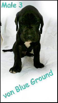 Angelo Von Blue Ground