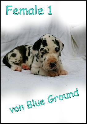 Affinity Von Blue Ground