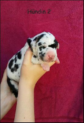 Angelina Von Blue Ground