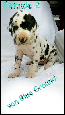 Angelina Von Blue Ground