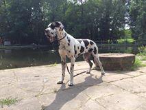 Angelina Von Blue Ground