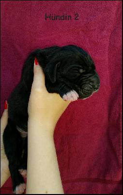 Alberta Von Blue Ground