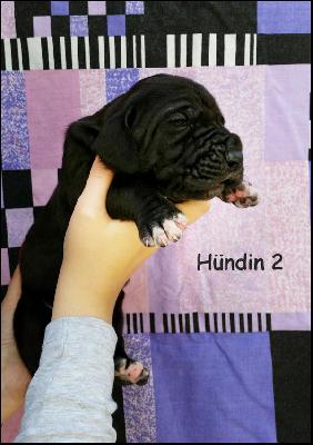 Alberta Von Blue Ground