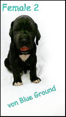 Alberta Von Blue Ground