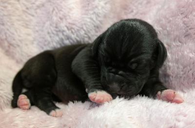 Emilia vom Ysenburger Bergland