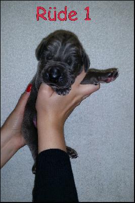 Big Mac Von Blue Ground