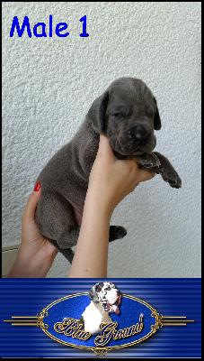 Big Mac Von Blue Ground