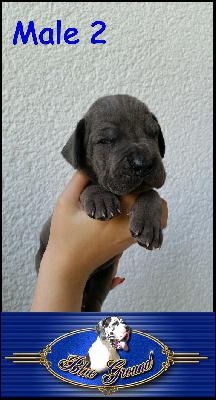 Boss Hoss Von Blue Ground