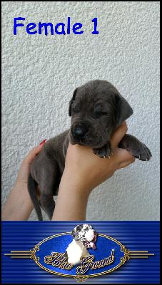 Baccara Von Blue Ground