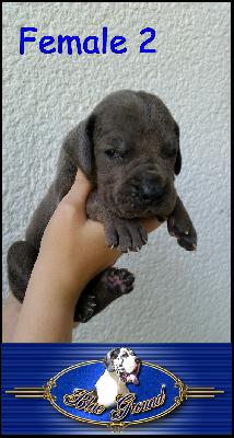 Butterfly Von Blue Ground