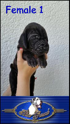 Black Pearl Von Blue Ground