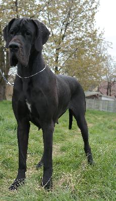 Black Pearl Von Blue Ground