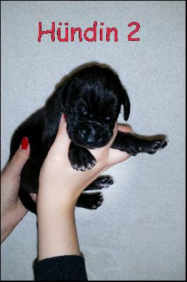 Black Beauty Von Blue Ground