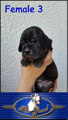 Black Diamond Von Blue Ground