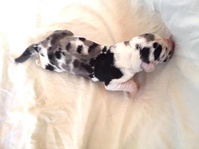 Yara-Pebbles Von Schlesien