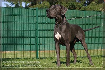 Indo Rekener Harlekin