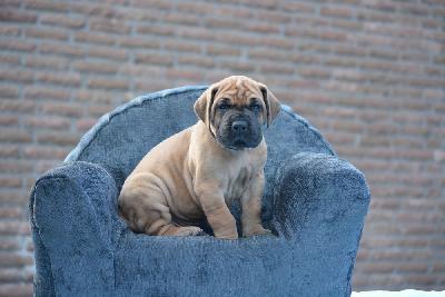 Zeus vom Hause Rawert