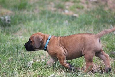 Zeus vom Hause Rawert