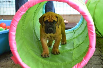 Zeus vom Hause Rawert