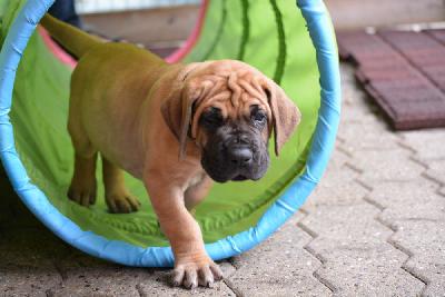 Zimba vom Hause Rawert