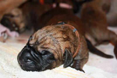 Zarko vom Hause Rawert