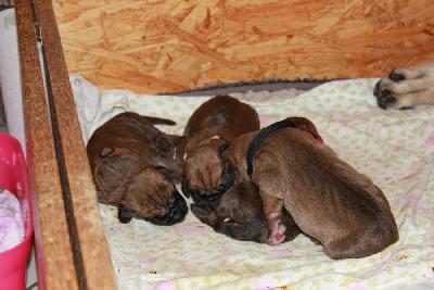 Zarko vom Hause Rawert